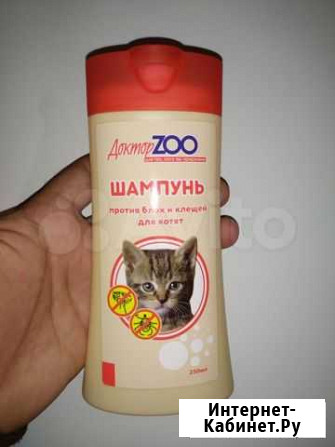 Для котят, кошек и котов Дзержинск - изображение 1