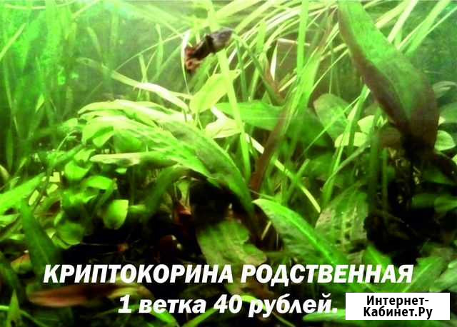 Продаю аквариумные растения Ангарск - изображение 1