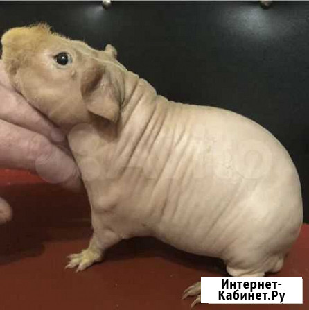 Морская свинка скинни Иркутск - изображение 1