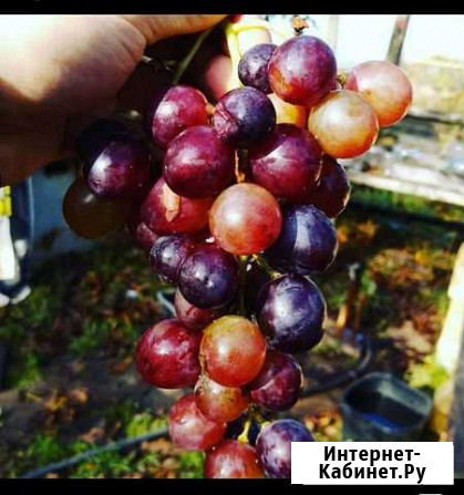 Виноградный Кубанский Сургут - изображение 1