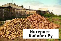 Картофель экологически чистый Новосибирск - изображение 1