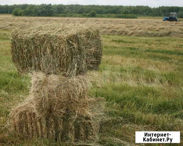 Сено Арсеньево - изображение 1