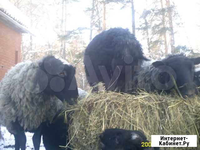Сено Нефтекамск - изображение 1