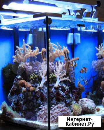 Аквариум с морской рыбкой и кораллами Томск - изображение 1