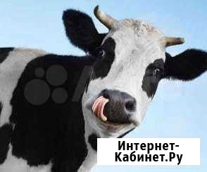 Корова Мариинск - изображение 1