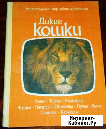 Дикие кошки Петрозаводск - изображение 1
