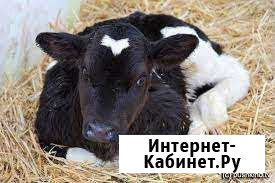 Телочка Юго-Камский - изображение 1
