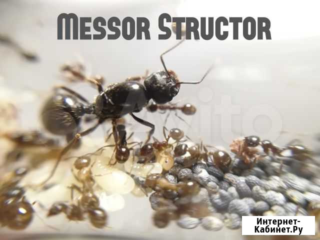 Набор мирмикипера муравей Messor Structor Москва - изображение 1