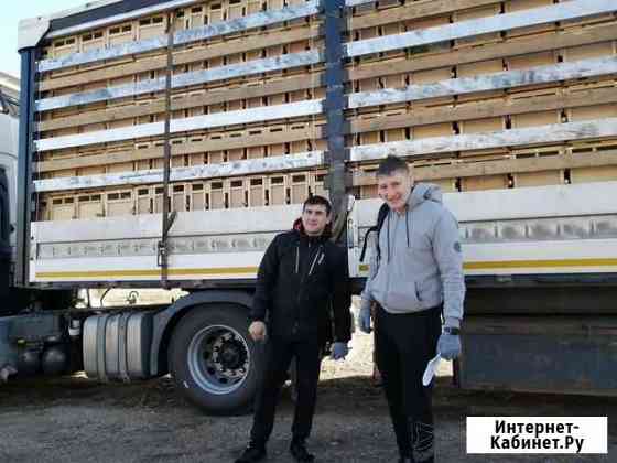 Пчелопакеты Карпат Карника Ранние Абдулино