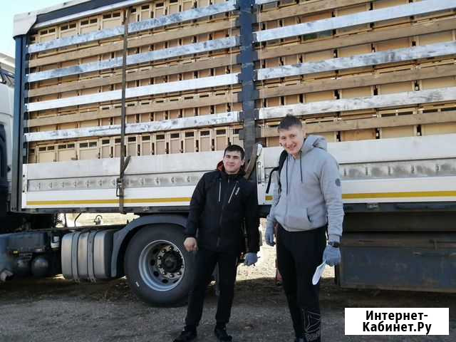 Пчелопакеты Карпат Карника Ранние Абдулино - изображение 1