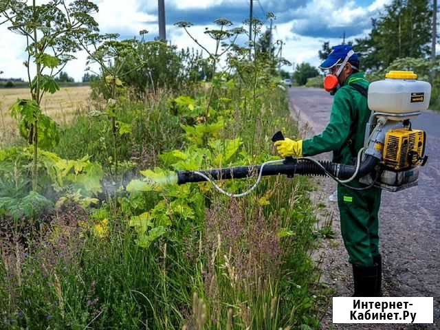 Уничтожение клопов, тараканов, мышей, запахов Архангельск - изображение 1