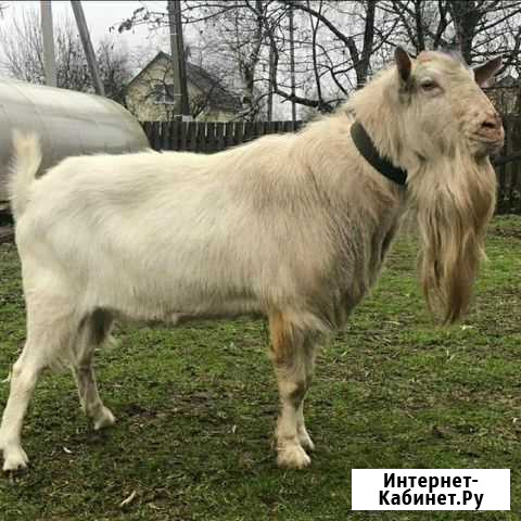 Козы Абдулино - изображение 1