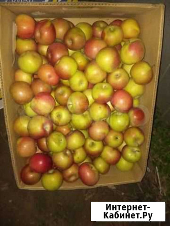 Продам яблоки Симферополь - изображение 1