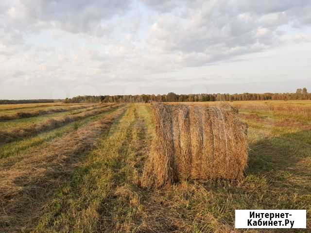 Сено в тюках Болхов - изображение 1
