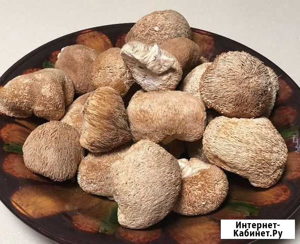 Ежовик гребенчатый Ростов-на-Дону - изображение 1
