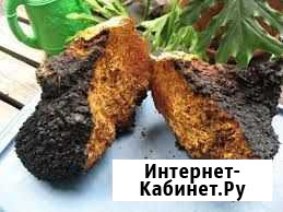 Чага березовая кусковая Чебоксары - изображение 1