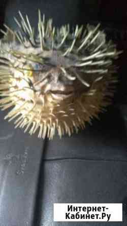 Морской еж,чучело Краснодар