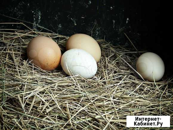 Куриные яйца домашние Дубовое - изображение 1