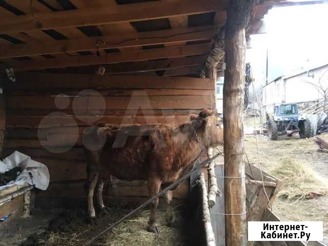 Корова Карачаевск - изображение 1