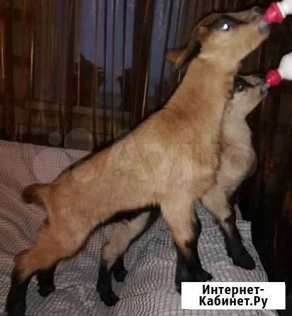 Козлик Ижевск - изображение 1