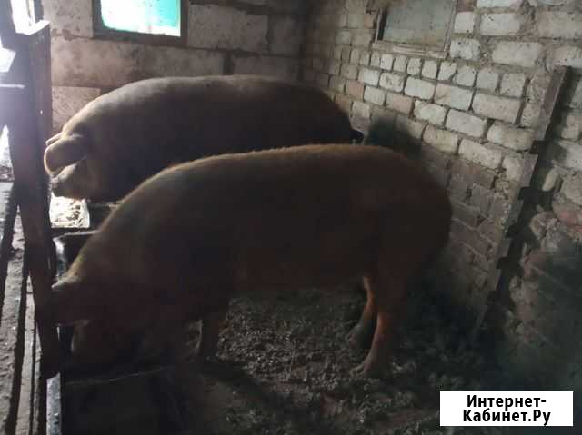 Для случки Воронцовка - изображение 1