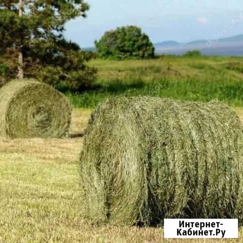 Сено луговое на обмен и продажу Шихазаны - изображение 1