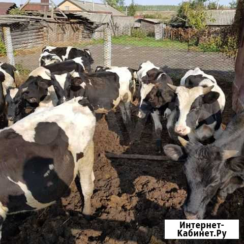 Бычки, Телята Базарные Матаки - изображение 1