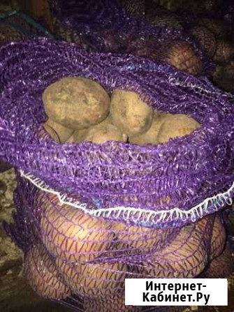 Продам картофель Магнитогорск - изображение 1