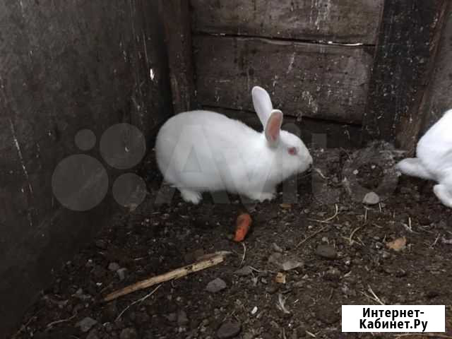 Животное Гигант - изображение 1