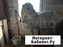 Коза Боголюбово - изображение 1