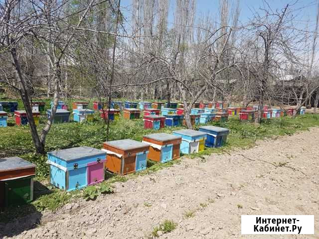 Пчелопакеты Среднерусские Курск - изображение 1