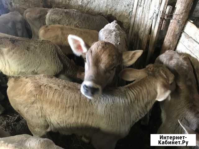 Продаются бычки Тимашевск - изображение 1