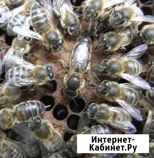 Пчеломатки Карника, Бакфаст(Кисловодск), Карпатка Омск - изображение 1