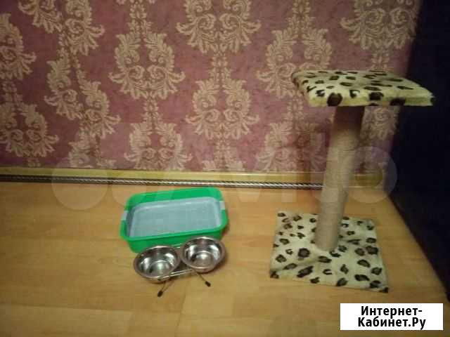 Царапка Буйнакск - изображение 1
