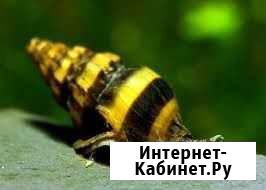 Улитка хелена (улиткоед) Челябинск - изображение 1