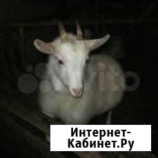 Козы Белоярский - изображение 1