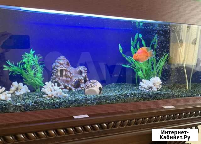 Морской аквариум Люберцы - изображение 1