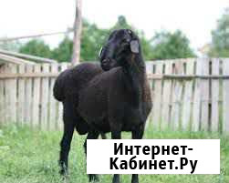 Овцы Липецк - изображение 1