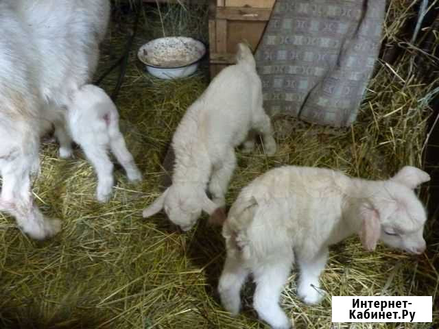 Продам козлят Брянск - изображение 1