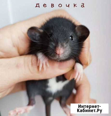 Крыса. Крыса. Крысята Дамбо. Чёрный окрас и др Москва - изображение 1
