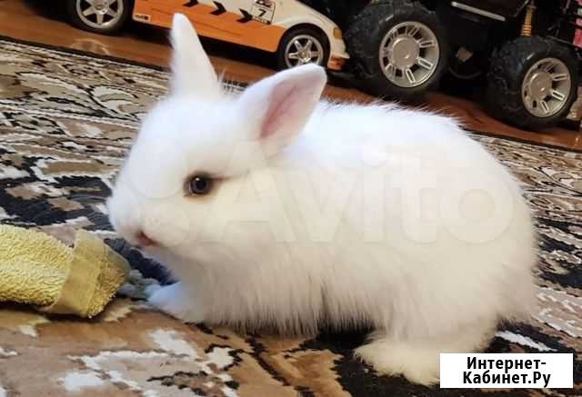 Продам кроликов Лабинск - изображение 1