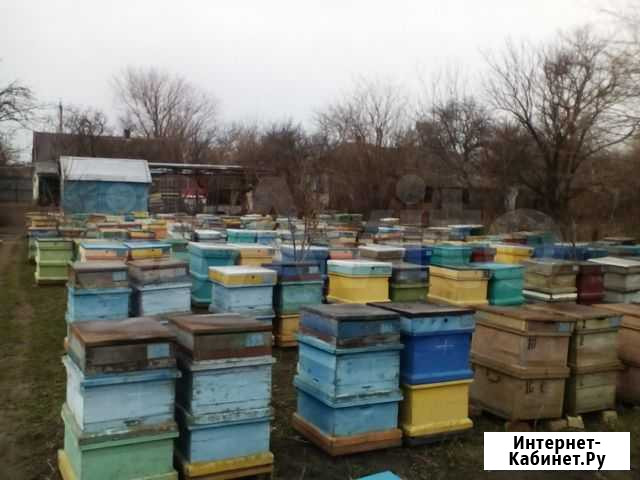 Пчелопакеты Карника Нижний Новгород - изображение 1