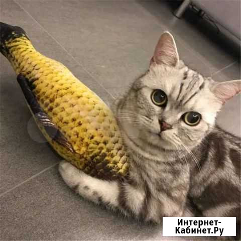 Игрушки рыбы с кошачьей мятой для кошек Астрахань - изображение 1