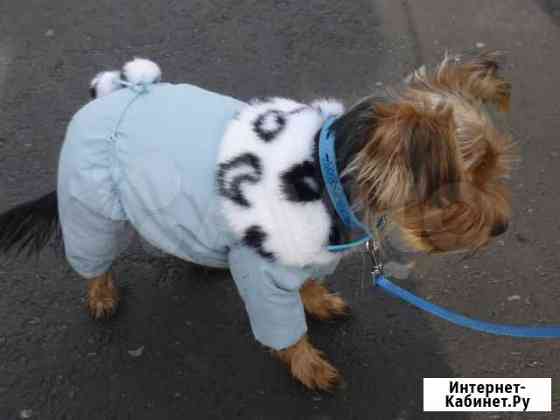 Осенняя одежда для йорка Екатеринбург