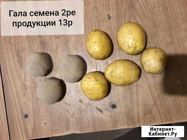 Картофель оптом Нижний Новгород - изображение 1