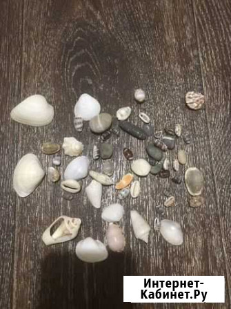 Ракушки Казань - изображение 1