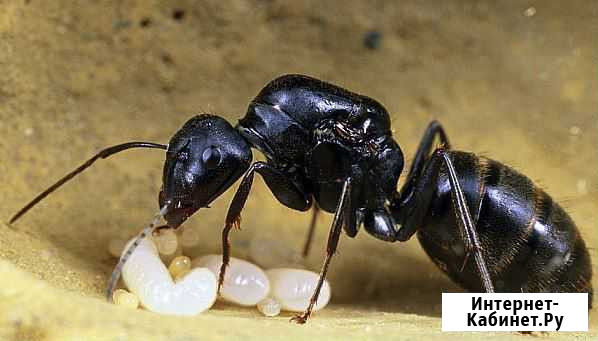 Camponotus saxatilis (Сахалинский муравей Комсомольск-на-Амуре - изображение 1