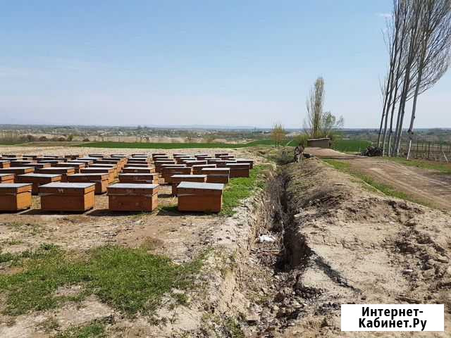 Пчелопакет Карника Курган - изображение 1