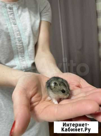 Джунгарский хомяк Ижевск - изображение 1