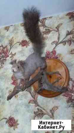 Белка чучело Новосибирск